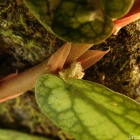 Procris repens (Lour.) B.J.Conn & Hadiah